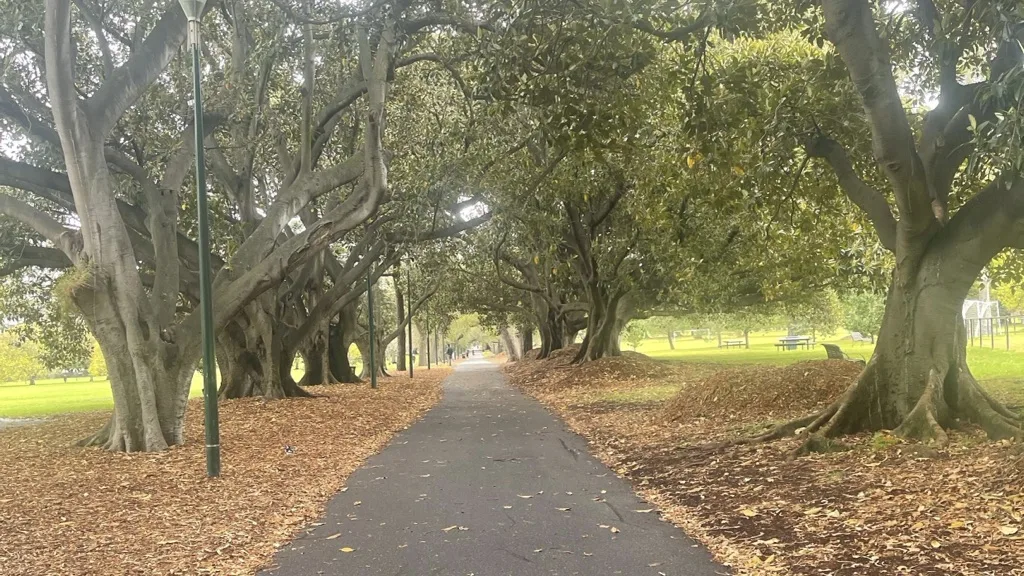 Tree-lined path