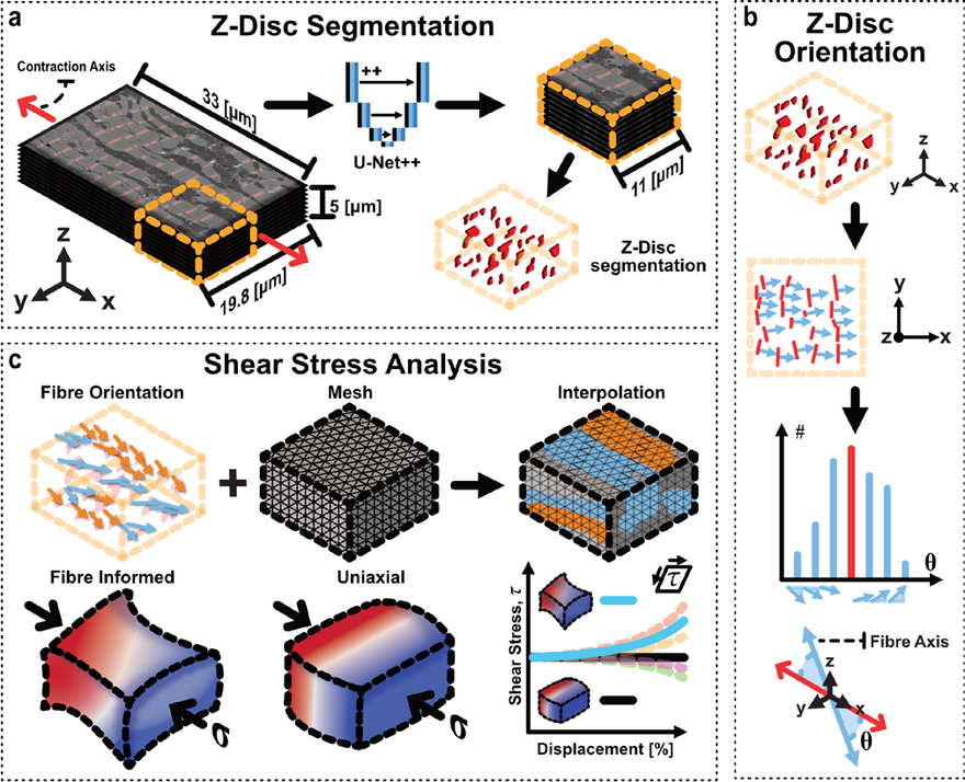 Z-disc segmentation, orientation and shear-stress analysis of cardiomyocytes